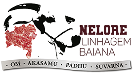 Nelore Linhagem Baiana (BA)