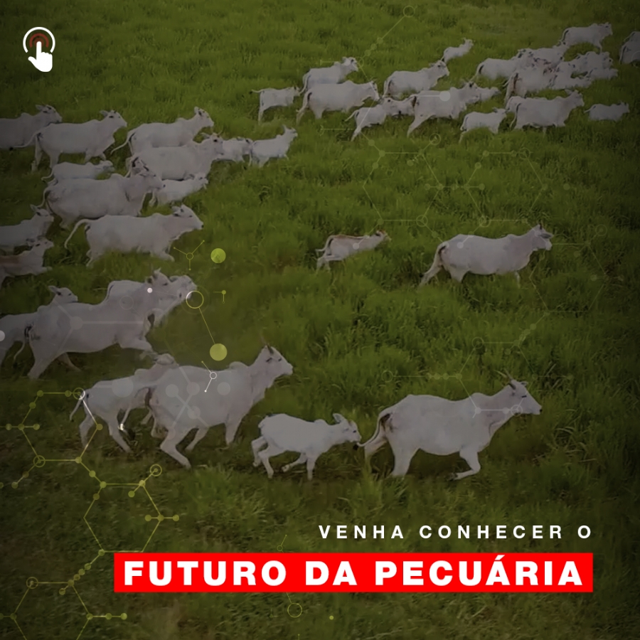 futuro da pecuária 1